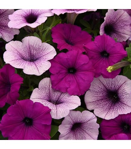 petunia grandiflora flower seeds