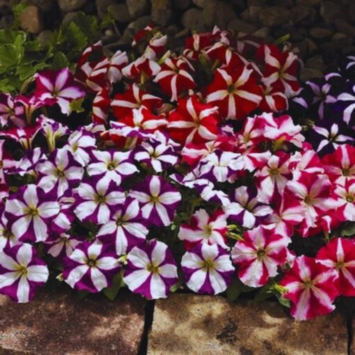 petunia star flower seeds
