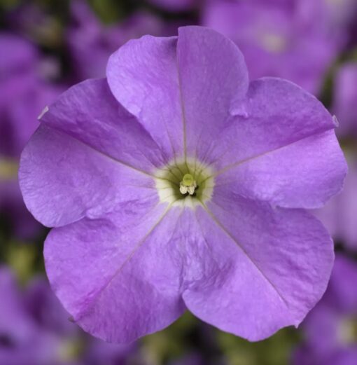 lavender petunia flower seeds