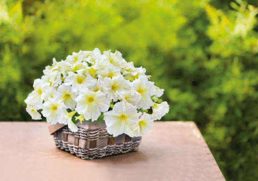 yellow petunia flower seeds