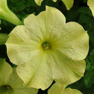 green petunia flower seeds