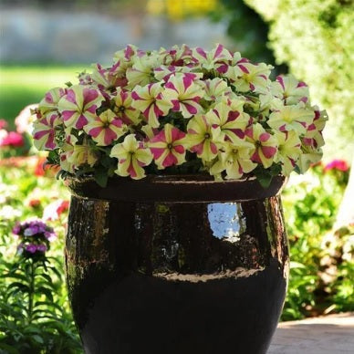 petunia lime flower seeds
