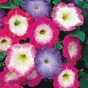 petuniamerlinmornfimportedheirloomnongmohighgerminationorganicgarden flower seeds