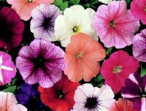petuniamiragehybridimportedheirloomnongmohighgerminationorganicgarden flower seeds