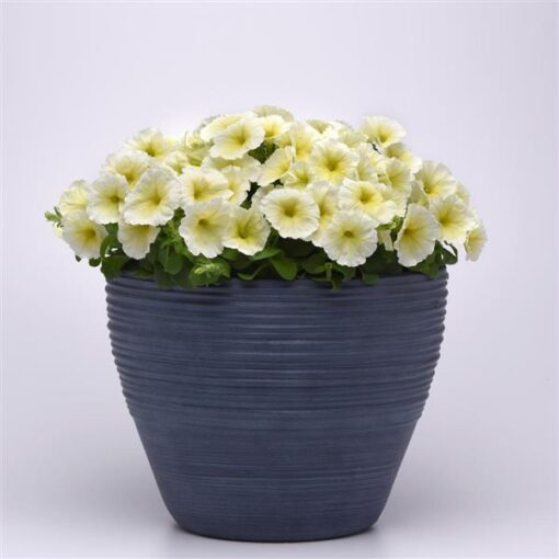 petuniamirageyellowimportedheirloomnongmohighgerminationorganicgarden flower seeds