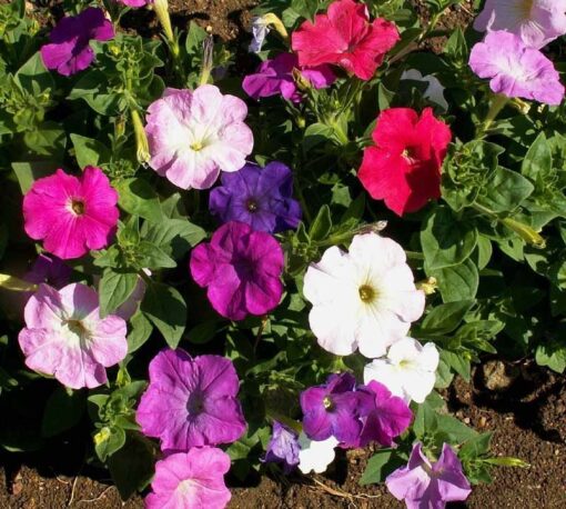 petunia nana flower seeds