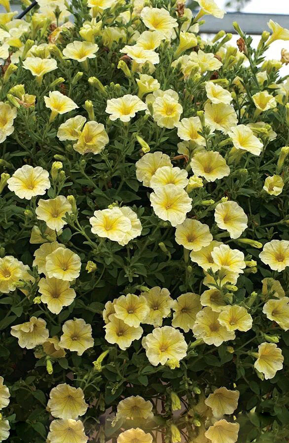 Semillas de flores de petunia perenne gigante amarilla – Semillas reliquia, no modificadas genéticamente
