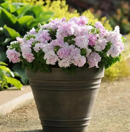 petuniaorchidmistimportedheirloomnongmohighgerminationorganicgarden flower seeds