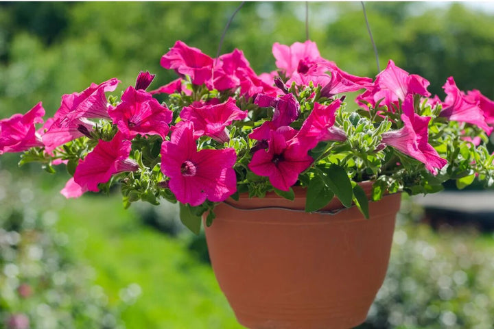 Semillas de petunia colgante rosa oscuro – Cimarrón, no transgénico, semillas de alta germinación