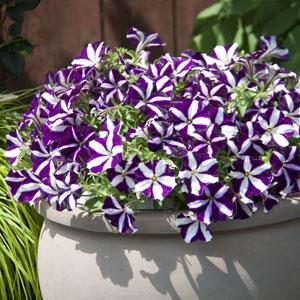 purple petunia flower seeds