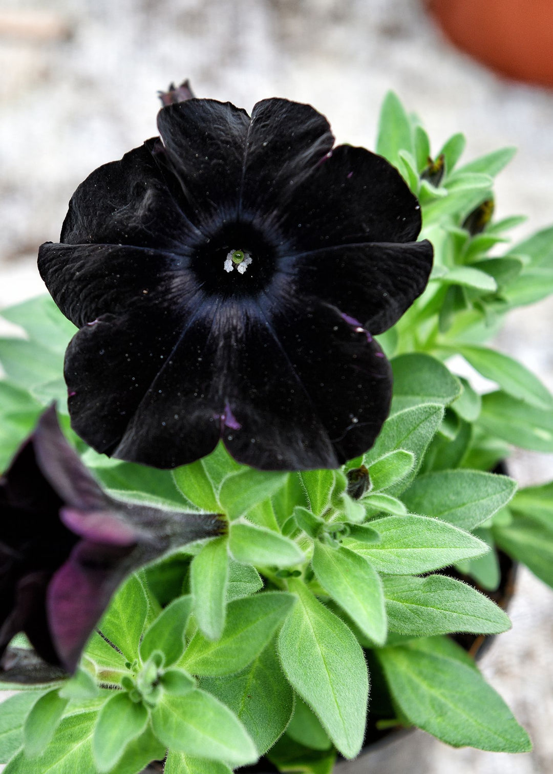 Black Petunia Flower Seeds for Planting – Heirloom Non-GMO High Germination Seeds