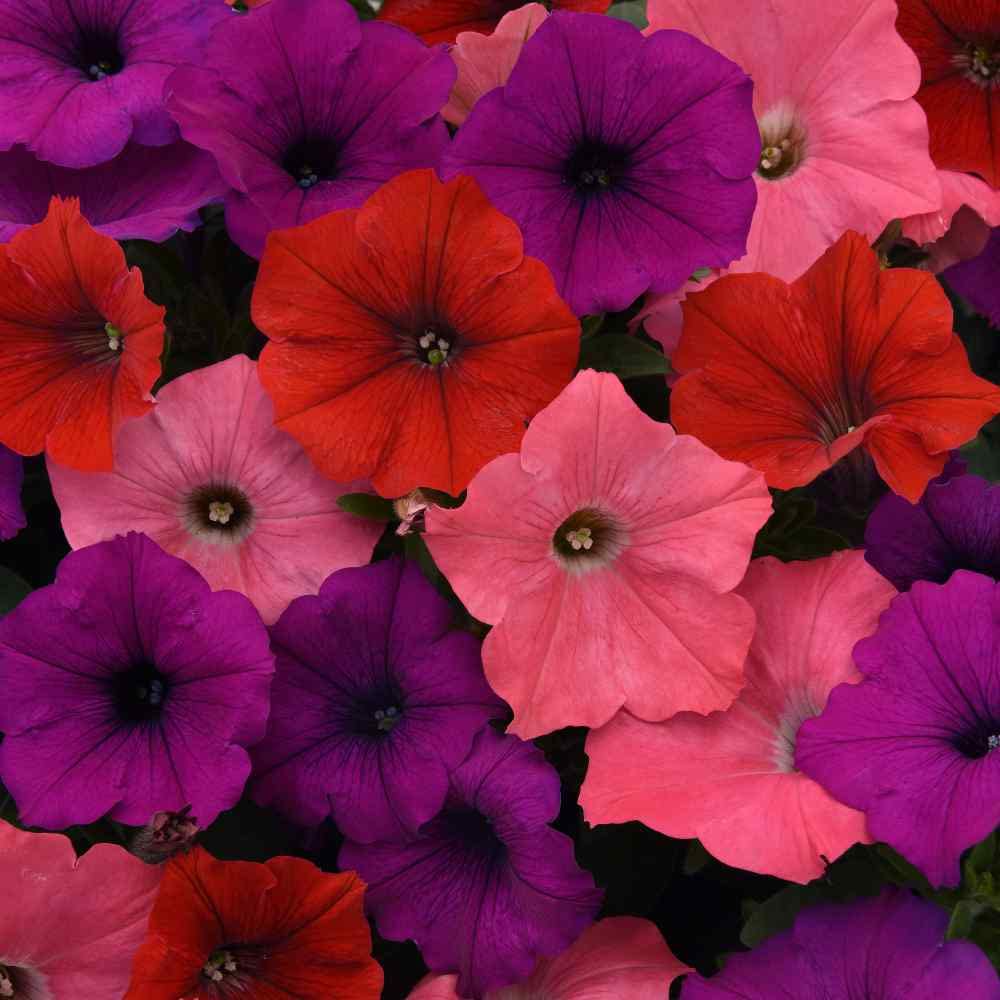 red purple flower seeds