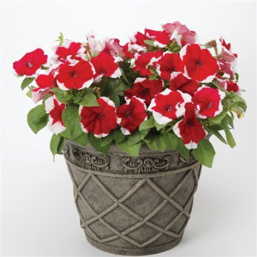 red petunia flower seeds