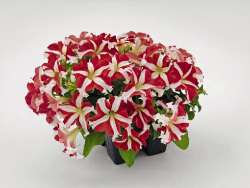 red petunia flower seeds