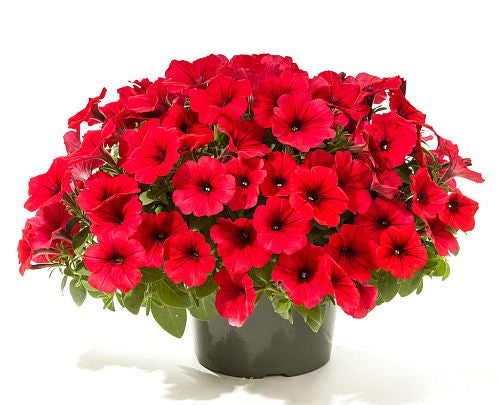 red petunia flower seeds