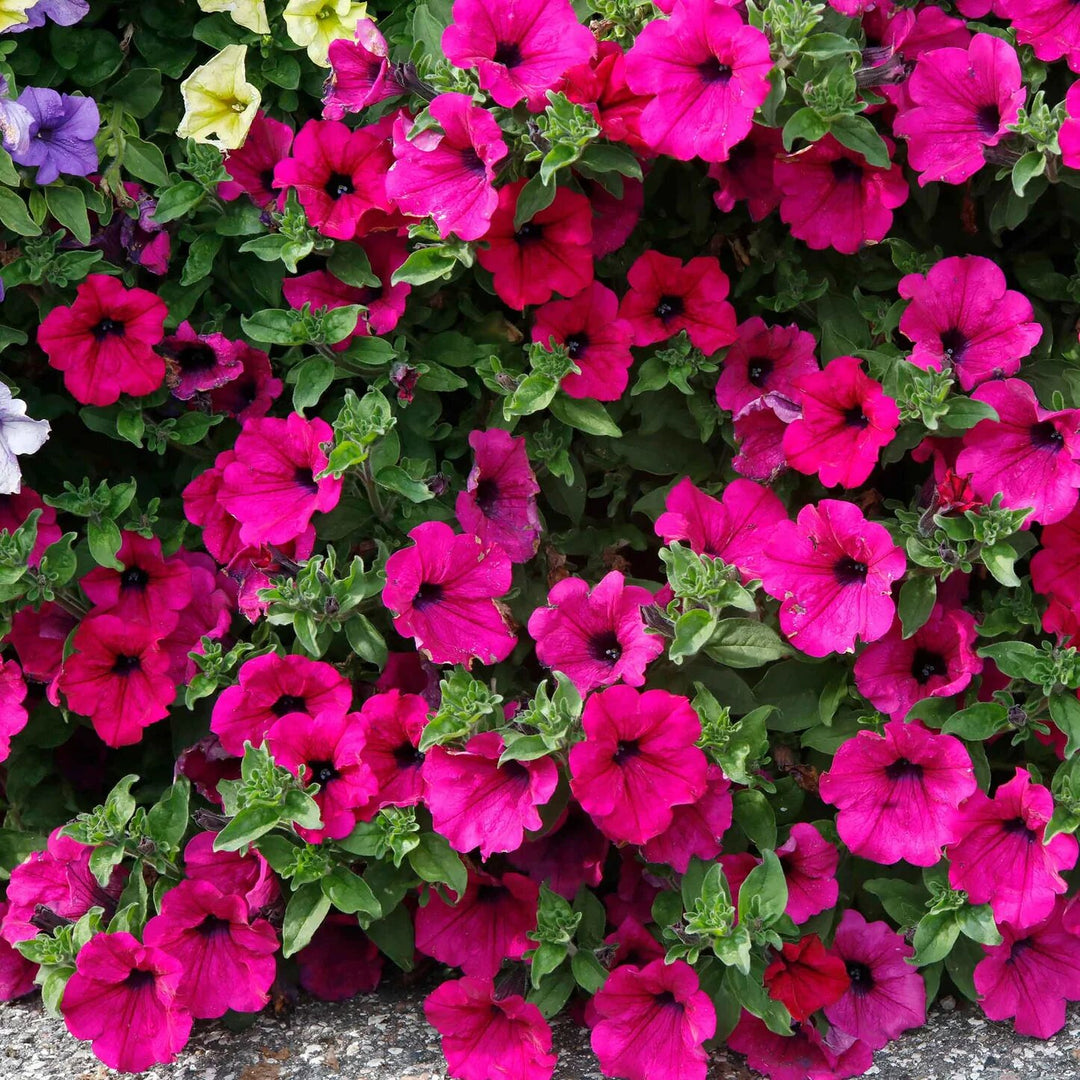Giant Pink Petunia Flower Seeds – Heirloom Non-GMO High Germination Organic Garden Seeds for Planting