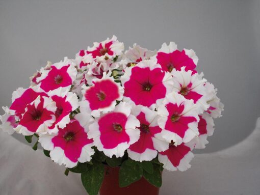 petuniarosepicoteeimportedheirloomnongmohighgerminationorganicgarden flower seeds