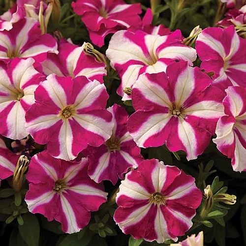 petunia rose flower seeds