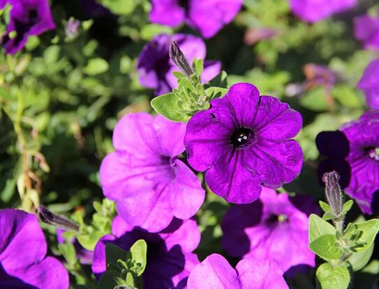 Impatiens Flower Seeds Purple Heirloom Non-GMO High Germination Organic Garden Seeds for Planting