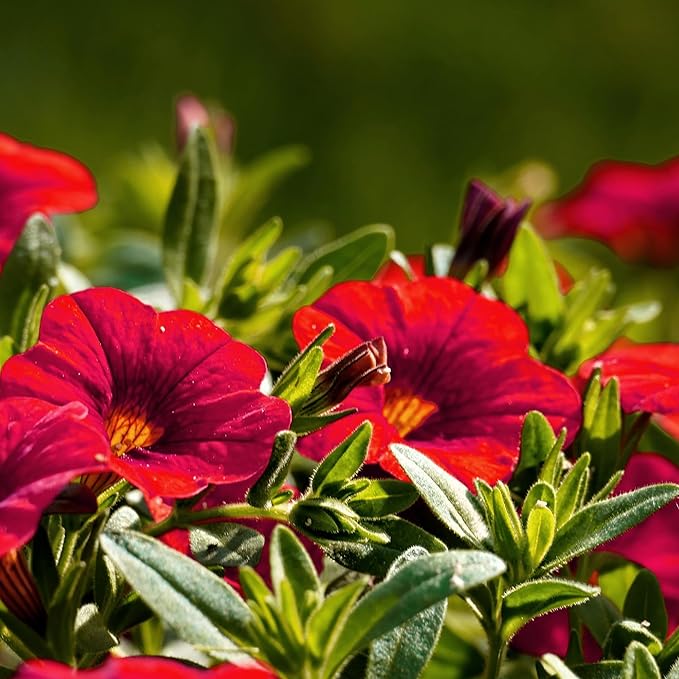 red red flower seeds