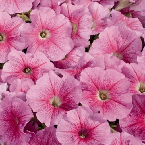 petuniastrawberryiceimportedheirloomnongmohighgerminationorganicgarden flower seeds