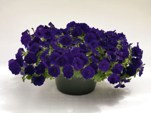 blue petunia flower seeds