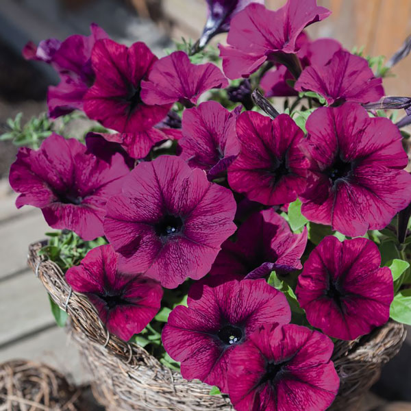 Riesen-Petunienblumensamen Marron – Alte Sorte, gentechnikfrei, hohe Keimrate, Bio-Gartensamen zum Pflanzen