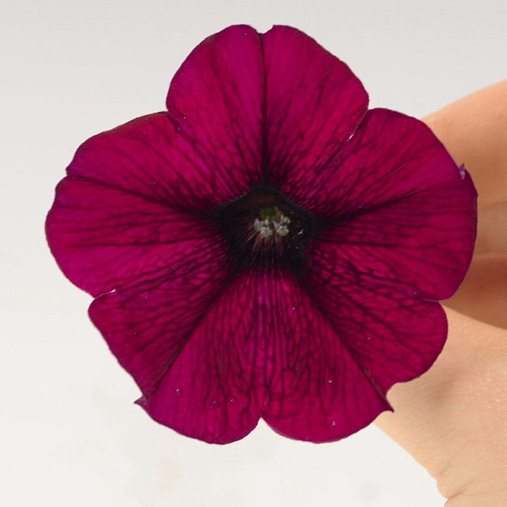 Maroon Petunia Flower Seeds – Heirloom, Non-GMO, High Germination Seeds
