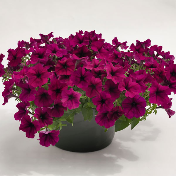 Riesen-Petunienblumensamen Marron – Alte Sorte, gentechnikfrei, hohe Keimrate, Bio-Gartensamen zum Pflanzen