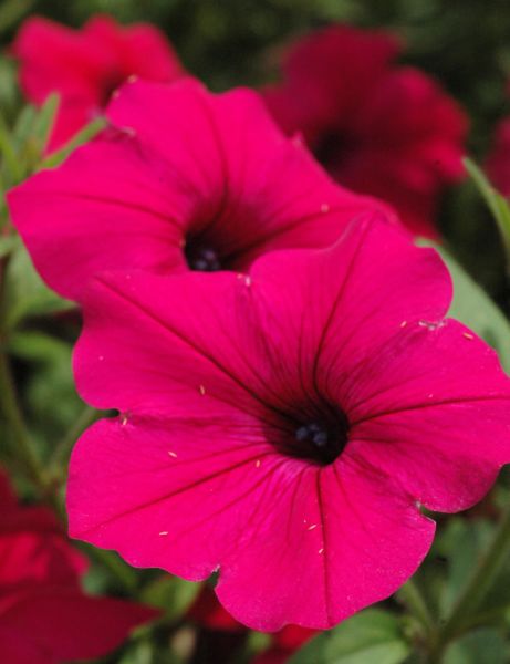 petunia tidal flower seeds