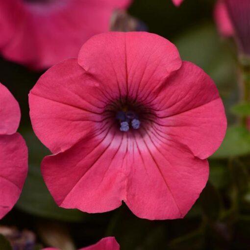 pink petunia flower seeds