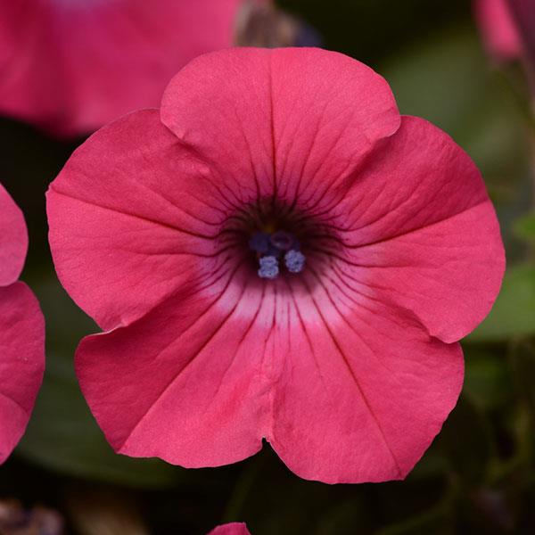 Dark Pink Petunia Flower Seeds for Planting – Heirloom Non-GMO High Germination Organic Garden Seeds