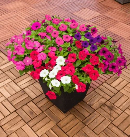 petunia trailing flower seeds