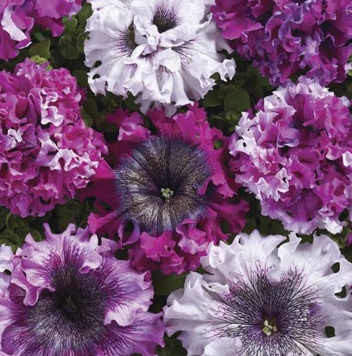 petuniasuperbissimatriumphimportedheirloomnongmohighgerminationorganicgarden flower seeds