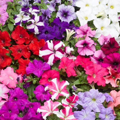 petunia tritunia flower seeds