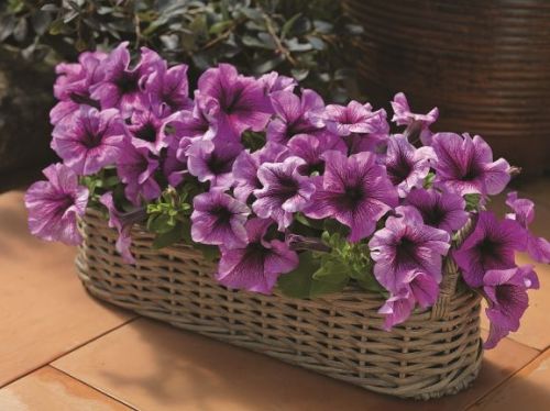 petunia tritunia flower seeds