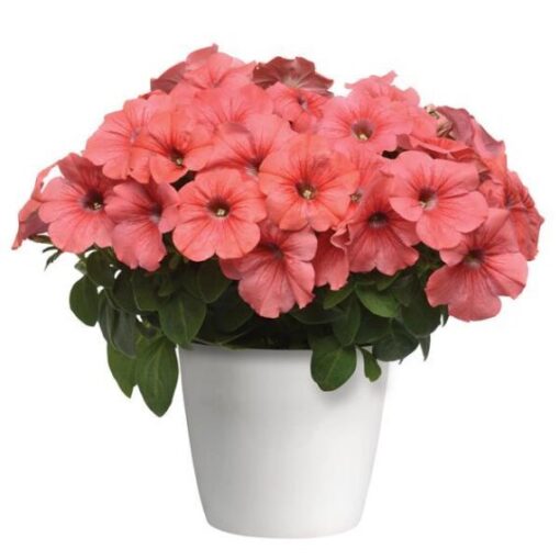 petunia tritunia flower seeds
