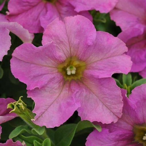 petunia twilight flower seeds