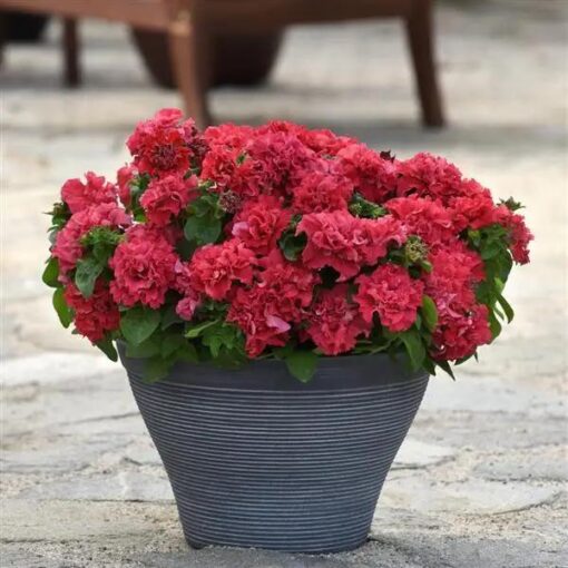 petunia valentine flower seeds