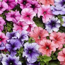 petuniaveinedhybridimportedheirloomnongmohighgerminationorganicgarden flower seeds