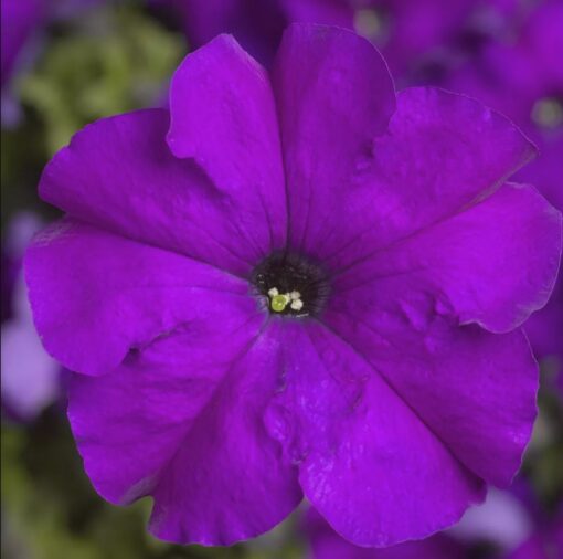 violet petunia flower seeds