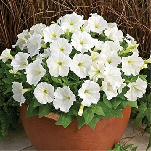 white petunia flower seeds