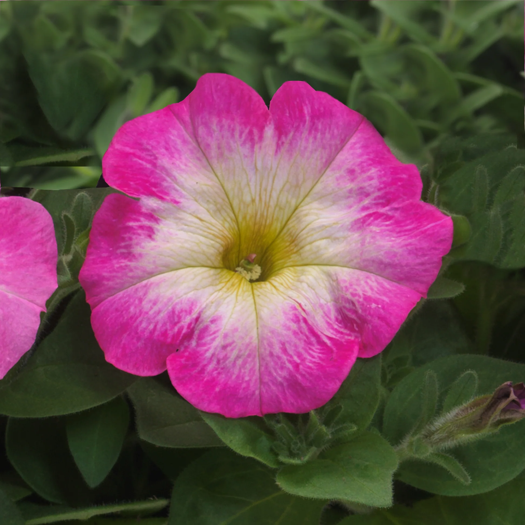 pink petunia flower seeds