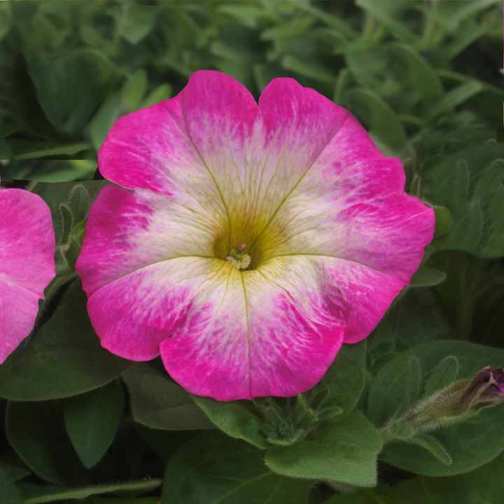 pink petunia flower seeds