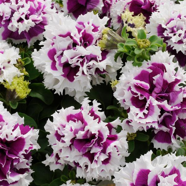 Double Petunia Flower Seeds Purple White Heirloom Non-GMO High Germination Organic Garden Seeds for Planting