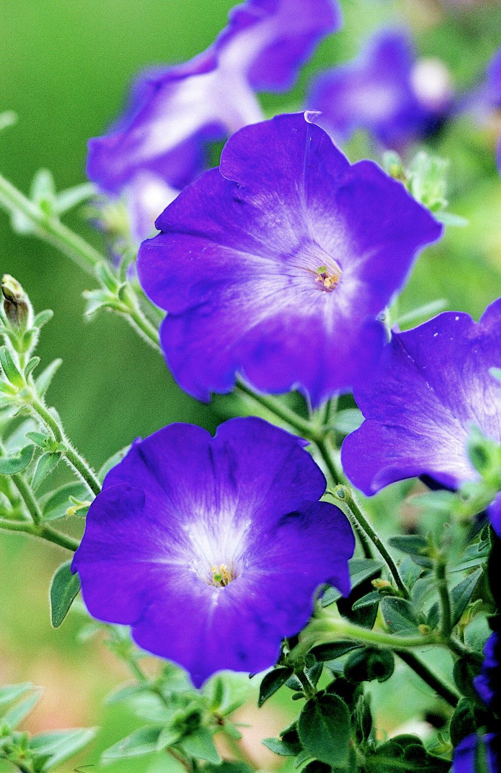Blue Bacopa Flower Seeds for Planting – Heirloom Non-GMO High Germination Organic Seeds