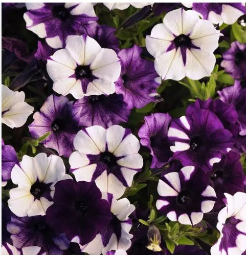 petuniatiedyepurplespreadingpetuniaimportedpelletedheirloomnongmohighgerminationorganicgarden flower seeds