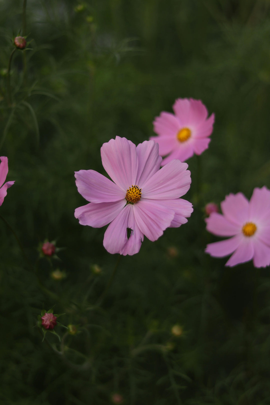 Pale Pink Chamomile Flower Seeds – Heirloom Non-GMO High Germination Garden Seeds
