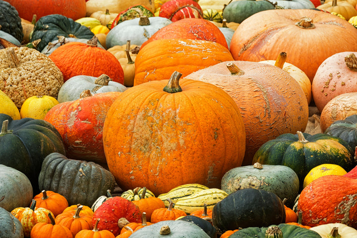 Mixed Pumpkin Seeds for Planting – Heirloom, Non-GMO, High Germination Seeds