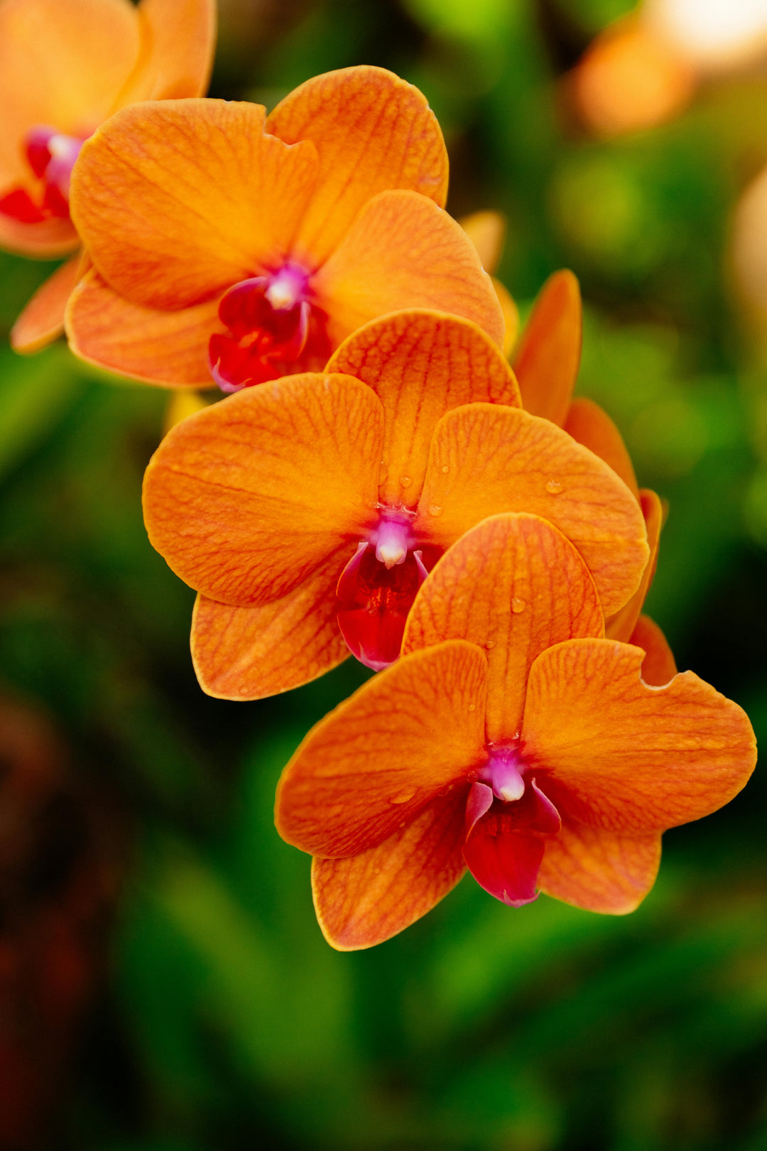Orange Orchid Flower Seeds – Heirloom, Non-GMO, High Germination Seeds